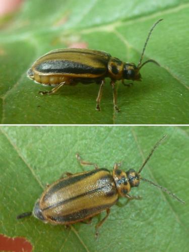 Réf. 186 921 : Xanthogaleruca luteola
